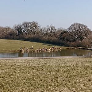 Pere David's deer herd