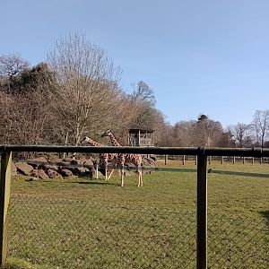 Reticulated giraffe 2