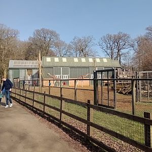 Reticulated giraffe 1