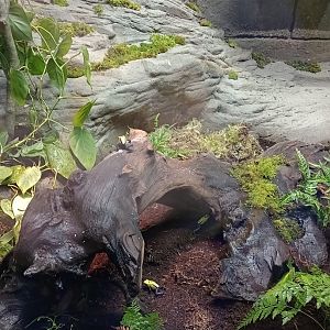 Dyeing poison dart frogs