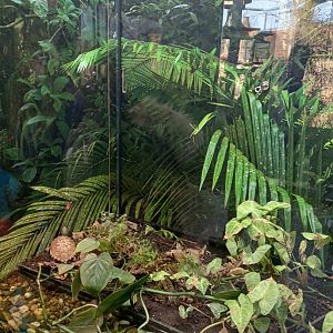 Black-breasted leaf turtle terrarium