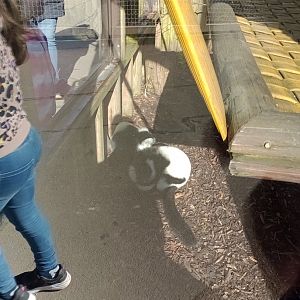 Black and white ruffed lemur