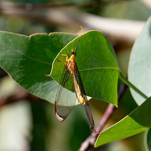 Blue-eyed Lacewing