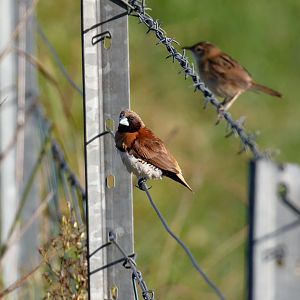 Chestnut-breasted Mannikin