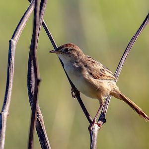 Tawny Grassbird