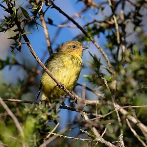 Yellow Thornbill