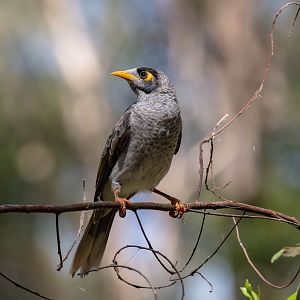 Noisy Miner