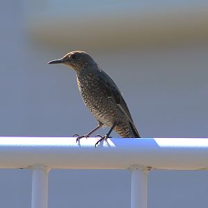 Blue Rock Thrush (Monticola solitarius)
