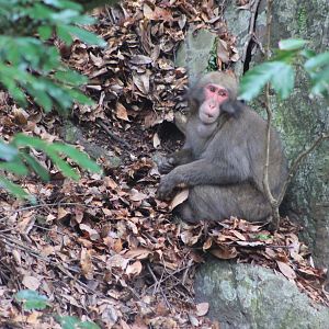 Japanese Macaque (Macaca fuscata)