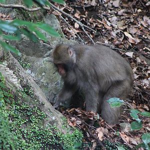 Japanese Macaque (Macaca fuscata)