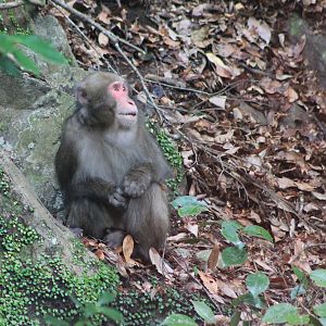 Japanese Macaque (Macaca fuscata)