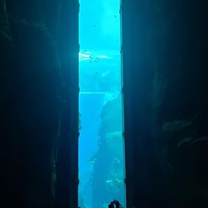 Endless Ocean  - Sea World Abu Dhabi