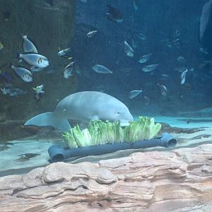 Dugong - Sea World Abu Dhabi