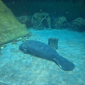 African manatee - Abu Dhabi National Aquarium