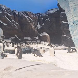 Penguin Exhibit - Sea World Abu Dhabi