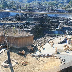 Aoudad and Lemur enclosure - Oshima Park Zoo
