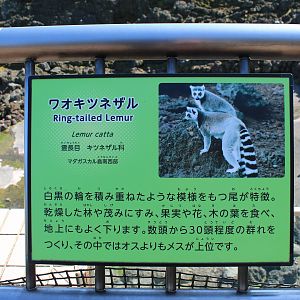 Ring-tailed Lemur signage - Oshima Park Zoo