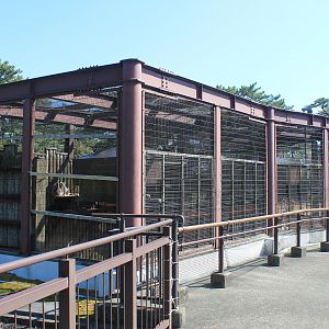 Ring-tailed Lemurs - Oshima Park Zoo