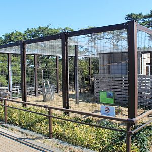 Japanese Serow - Oshima Park Zoo