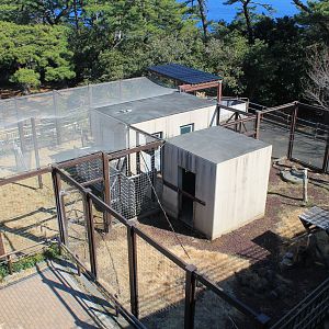 Japanese Serow - Oshima Park Zoo