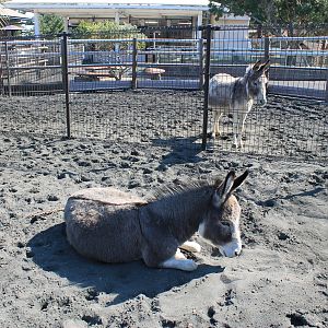 Donkeys - Oshima Park Zoo