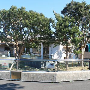 Red Panda outdoors - Oshima Park Zoo