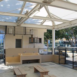 Red Panda indoors - Oshima Park Zoo