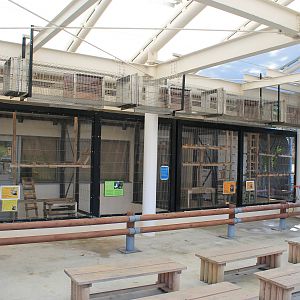 Red Panda indoors - Oshima Park Zoo