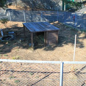 Reeves' Muntjacs - Oshima Park Zoo