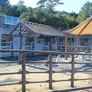 Llamas and Bactrian Camel - Oshima Park Zoo