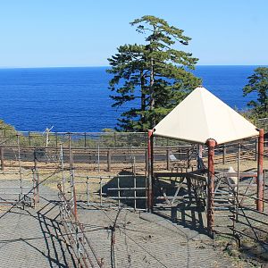 Llamas - Oshima Park Zoo
