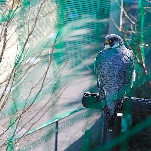 Peregrine Falcon - Oshima Park Zoo