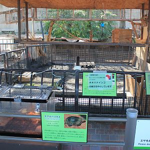 Armadillo - Oshima Park Zoo