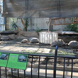 Aldabra and Spurred Tortoises - Oshima Park Zoo