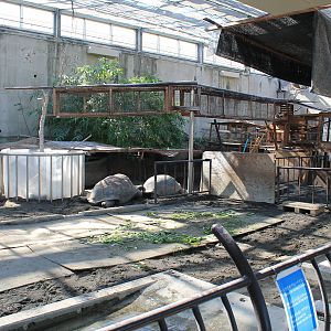 Aldabra and Spurred Tortoises - Oshima Park Zoo