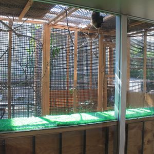 Ryukyu Flying Foxes - Oshima Park Zoo