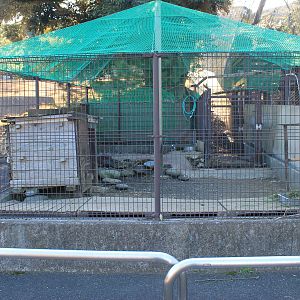Capybara cage - Oshima Park Zoo