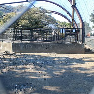 Parma Wallabies - Oshima Park Zoo