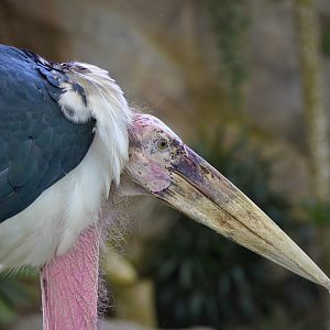 Marabou (Leptoptilos crumenifer)