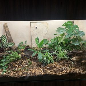 Former Ocellated Lizard exhibit, soon home to new species