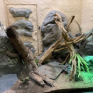 New Ocellated Lizard exhibit