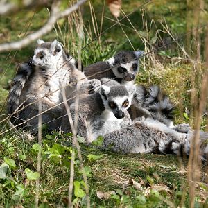 Ring-tailed lemur (Lemur catta)