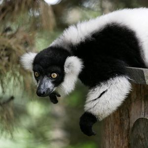 Black-and-white ruffed lemur (Varecia variegata)