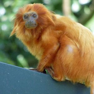 Golden lion tamarin (Leontopithecus rosalia)