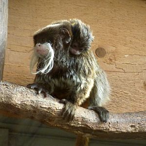 Emperor tamarin (Saguinus imperator)