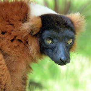 Red ruffed lemur (Varecia rubra)
