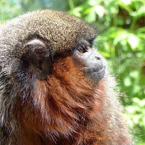 Coppery titi monkey (Plecturocebus cupreus)