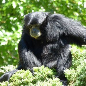 Siamang (Symphalangus syndactylus)