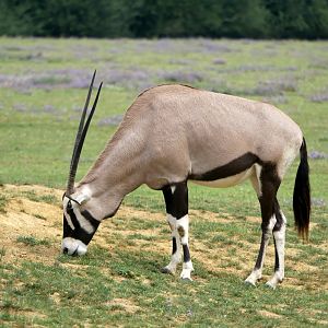 Gemsbok (Oryx gazella)