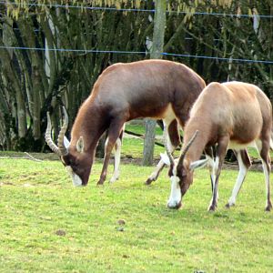 Blesbok (Damaliscus pygargus phillipsi)